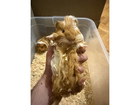 4 adet guinea pigimi sahiplendiriyorum