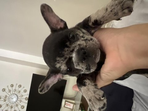 French bulldog 47 günlük