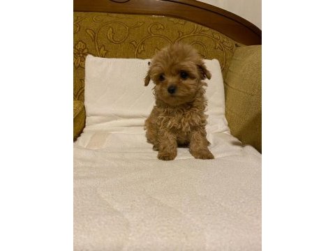 Toy poodle ayarında maltipoo bebekler