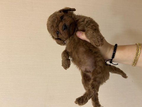 Toy poodle 38 günlük