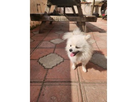 Sağlık ve ırk garantili pomeranian