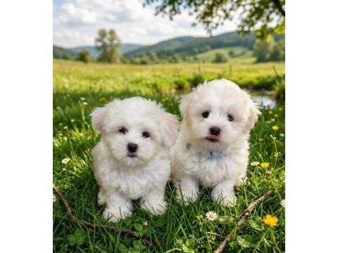 Maltese terrier 2 aylık
