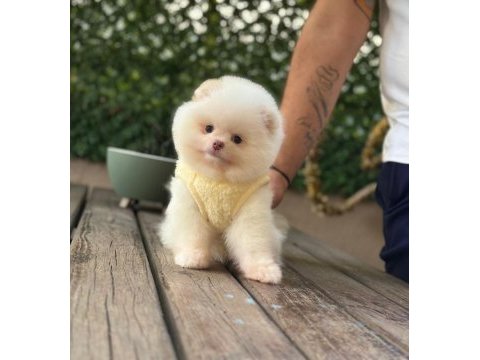 Premium güzellik pomeranian boo köpeği