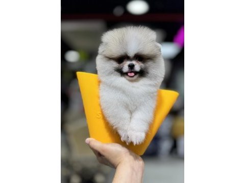 En özel renk pomeranian