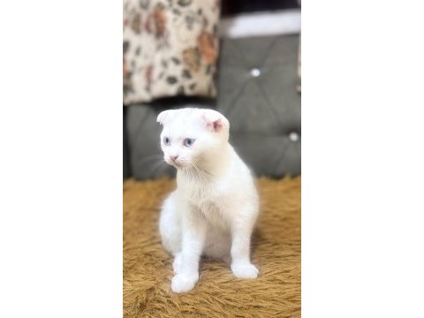 4 aylık scottish fold yavrumuz
