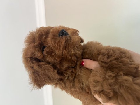 Kore anne babaya ait kıvır poodle bebekler