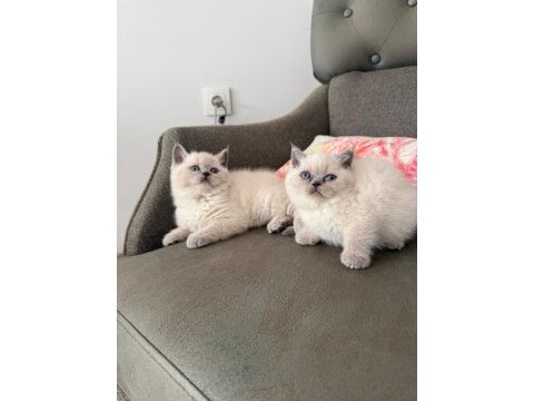 Mükemmel british shorthair bebekler