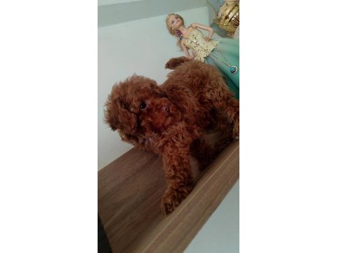 En güzelinden poodle bebeklerimiz hazır