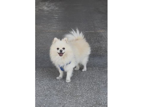 Ful eğitimli pomeranian