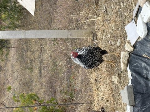Wyandotte silver horoz