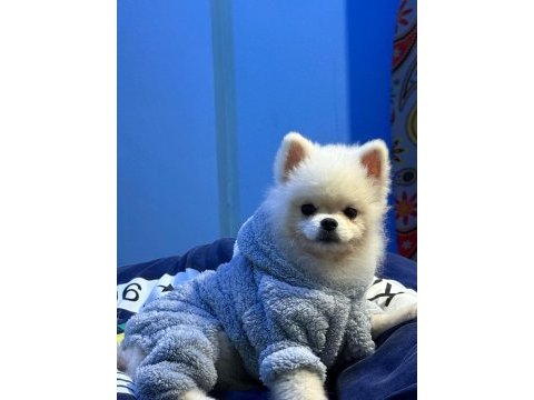 Çok uygun orijinal ayı surat 1 yaşında erkek pomeranian