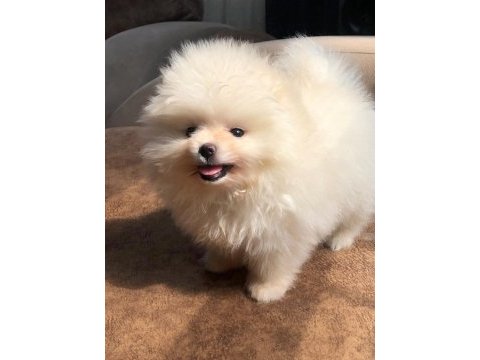 3 aylık orijinal dişi pomeranian boo