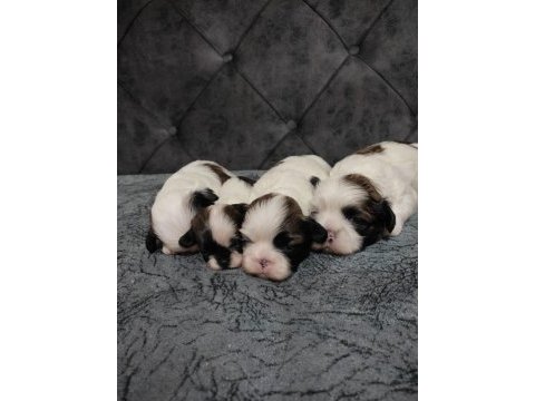 Dişi shih tzu bebeklerim