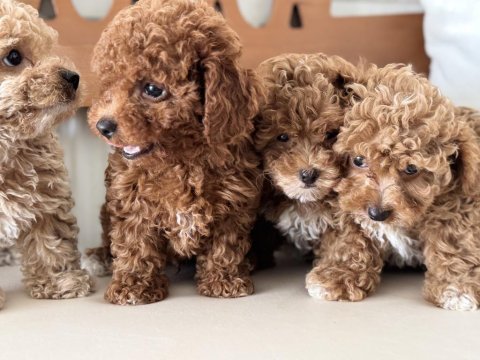Ankaranın  en seçkin maltipoo yavruları