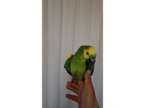 Full evcil konusma da sınır yok oyun hamuru amazon