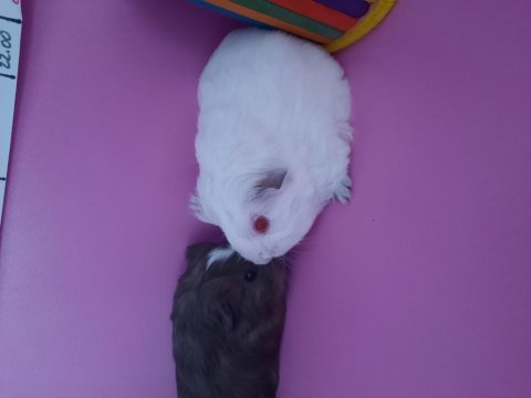 Sheltie ginepig yavrularımız çift