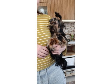 3.5 aylık yorkshire terrier bebeklerimiz