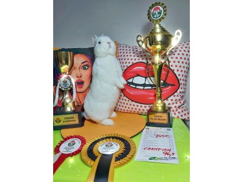 Mavi gözlü cüce tavşan yavrusu