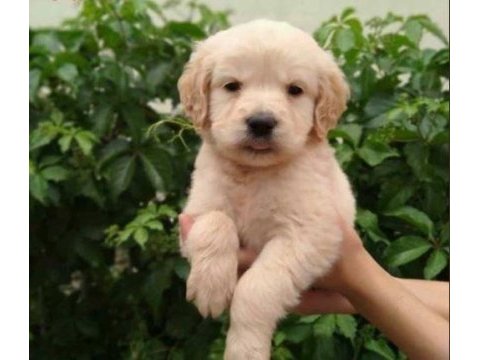 Irk ve sağlık garantili golden retriever yavrular