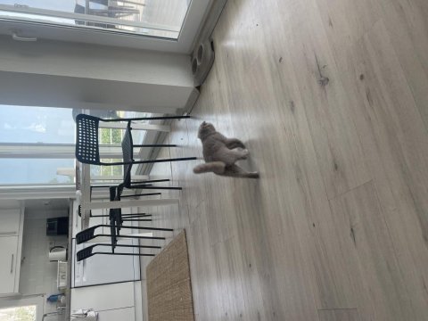50 günlük dişi scottish fold