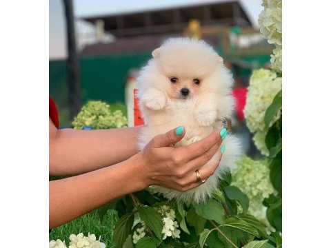 Teddy bear pomeranian yavruları