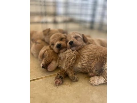 Güzeller güzeli maltipoo bebişlerimiz