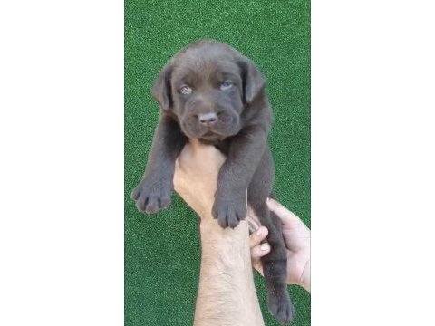 Çikolata labrador bebekler