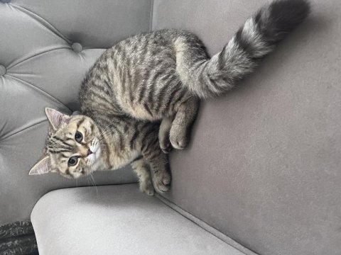 British shorthair golden tabby