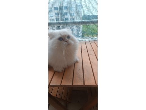 British longhair şecereli