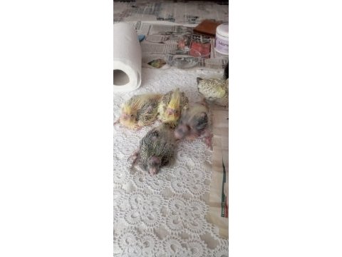 Yavru sultan papağanları şu anki hali