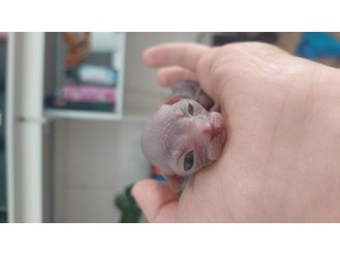 5 adet sphynx kedimiz sahiplendirilecektir