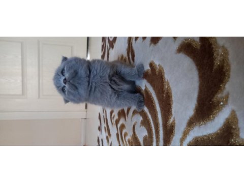 British shorthair yavru kedimiz