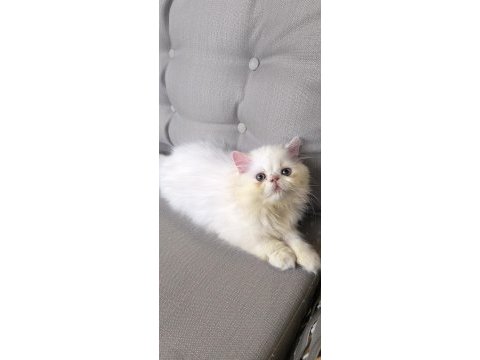 2 aylık iran persian yavrular