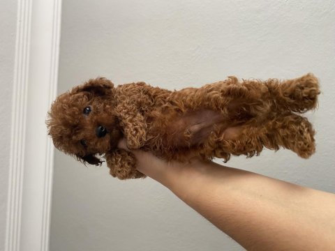Kore teacup poodle bebekler