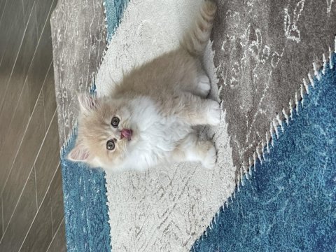Pofuduk chinchilla bebekler ailesini arıyor