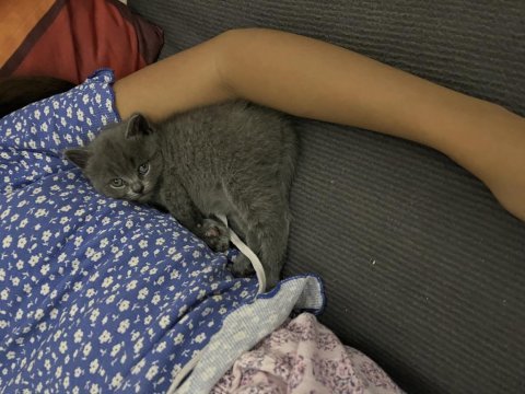 Son bir yavru british shorthair uyguna gidecektir