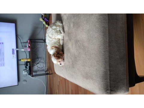 2 aylık sevimli oyuncu maltipoo ceku