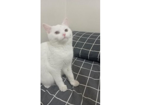 British shorthair kedimize yuva arıyoruz