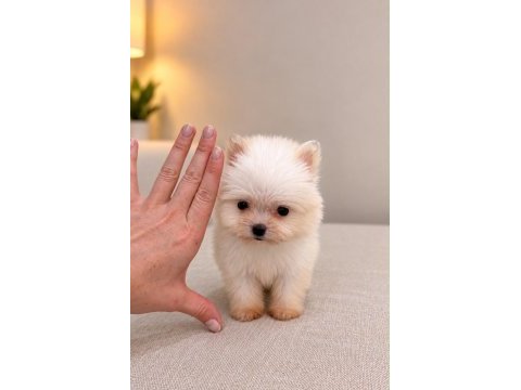 Pomeranian teacup bebeğimiz 