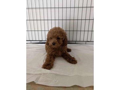 Ev ortamında büyümüş olan minik köpekler