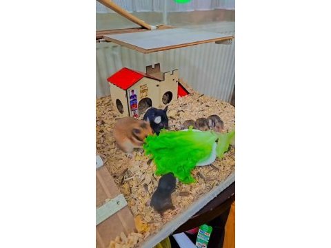 Yavru hamster