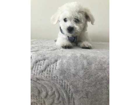 Maltese terrier bebekler