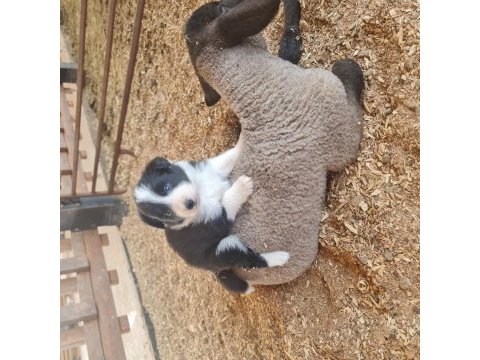 Border collie yavrular