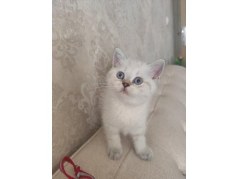 Harika bir bebek british shorthair