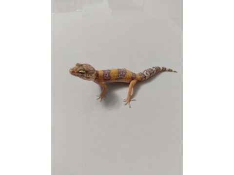 Leopard geckomuz
