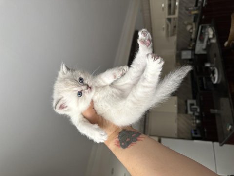 British shorthair tosuncuklar yeni ailesini bekliyor