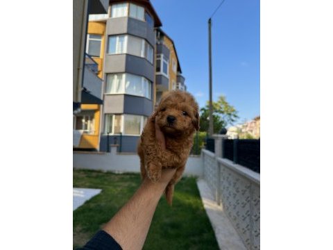 Red brown poodle yavrumu yeni yuvasına hazır