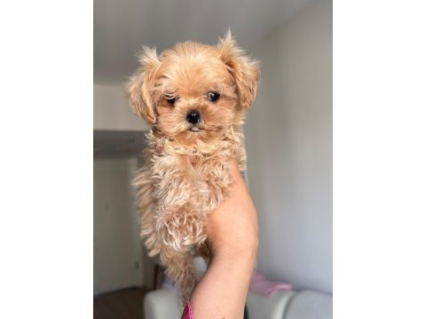 Anne babadan orijinal köre maltipoo