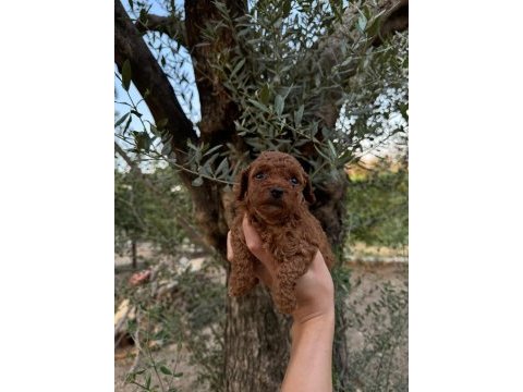 Güvenilir ve referanslı çiftlikten toy poodle bebekler