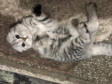 Scottish fold silver cins kedimiz